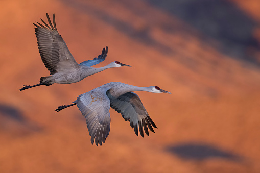 a photo of cranes in flight