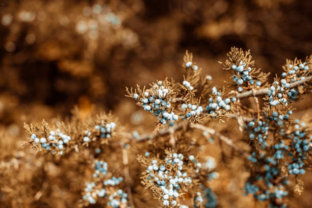 Branch with juniper berries in the autumn rain