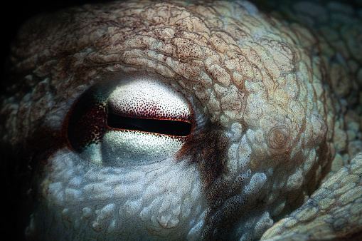 A macro shot of a parietal eye of an octopus