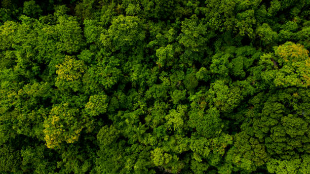 istock Top view of a beautiful green forest on a sunny day 1440972720