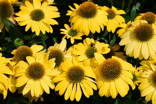 A closeup of yellow coneflowers and a bee in the garden on a sunny day