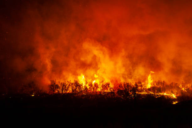 istock Huge wildfire burning forest trees in the meadow at night 1440972908