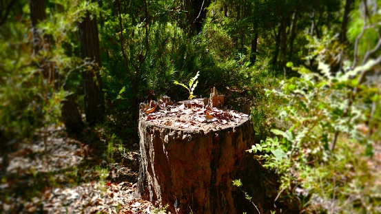 Banksia seedling growing from a logged Jarrah tree stump.