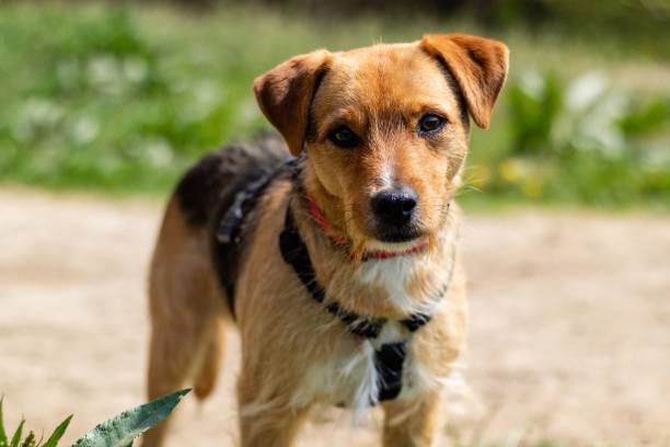 istock Closeup of a brown Patterdale Terrier 1440973352