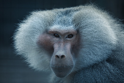 A furry brown  hamadryas baboon in the zoo