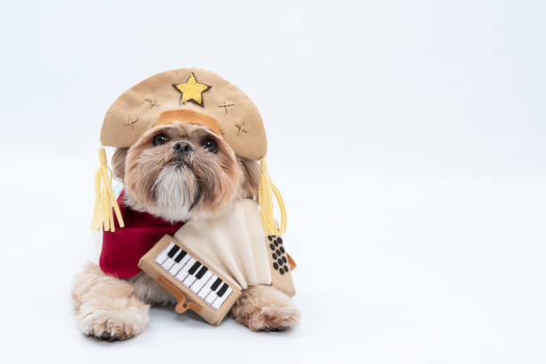 istock Adorable Shih Tzu with a costume isolated on white background 1440973550