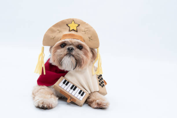 istock Adorable Shih Tzu with a costume isolated on white background 1440973552