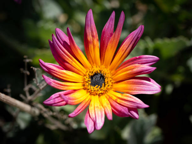 istock Closeup shot of a beautiful Arctotis 1440973604