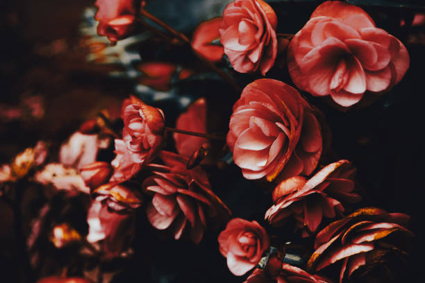 istock Closeup shot of beautiful pink flowers 1440973607
