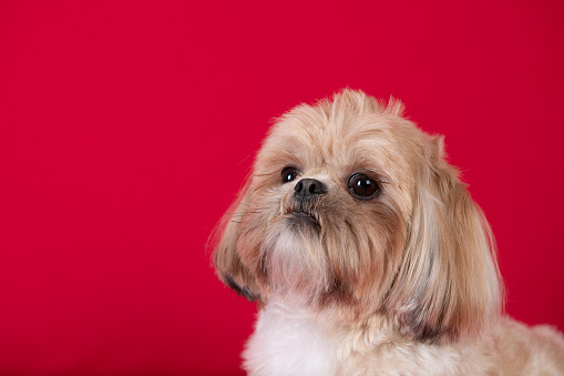 A closeup shot of a cute Shitsu dog on a red background