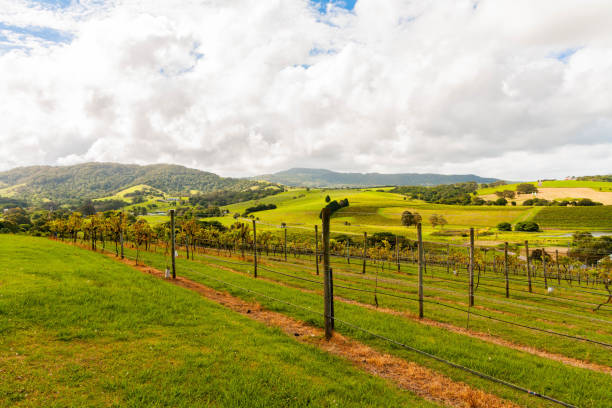istock Crooked River Wines' vineyards in Gerringong, NSW Australia 1440973694