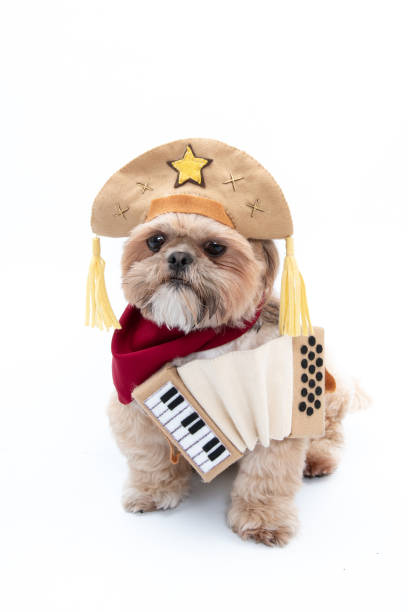 istock Adorable Shih Tzu with a costume isolated on white background 1440973696