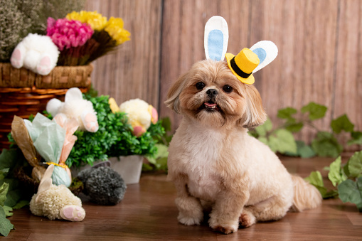 An Easter-themed photoshoot of Shih Tzu dog with bunny ears and top hat