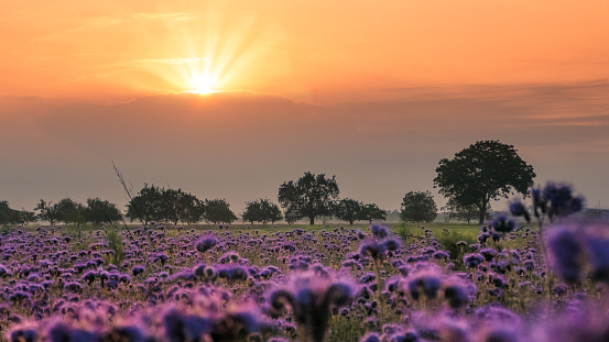 A beautiful sunrise over the cornflower fields in the Ortenau, Germany
