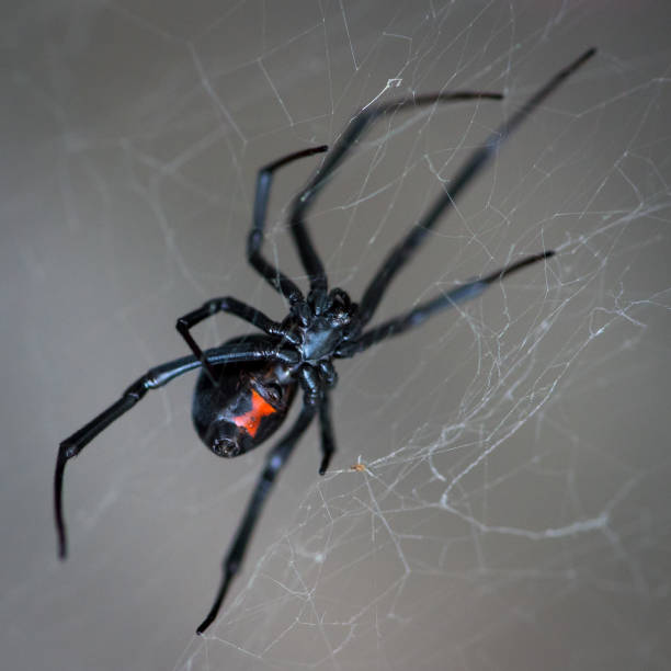 istock Closeup shot of a black widow spider on a web 1440974373