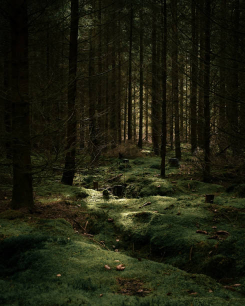istock Vertical shot of a mysterious dark forest with tall trees 1440974452