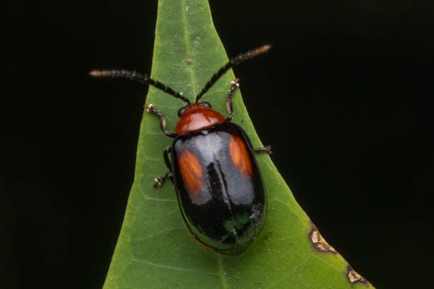 istock Closeup of a beetle on a green leaf on a dark background 1440974592