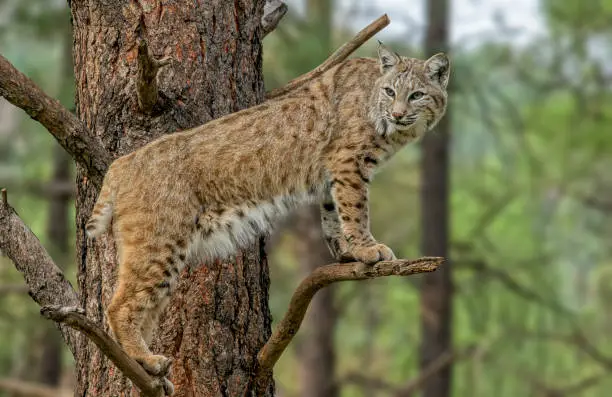 The portrait of a Mexican bobcat standing on the branches of a tree