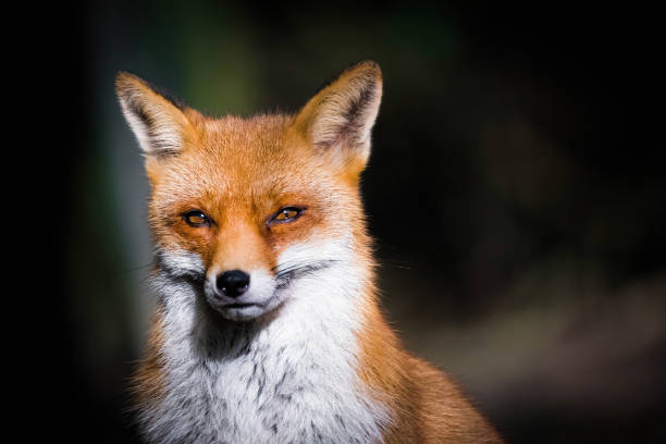 istock Red fox with intense stare outdoors 1440974656