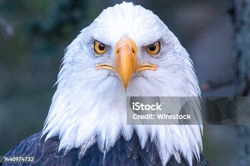 istock Closeup shot of the Eagle on the blurred background 1440974732