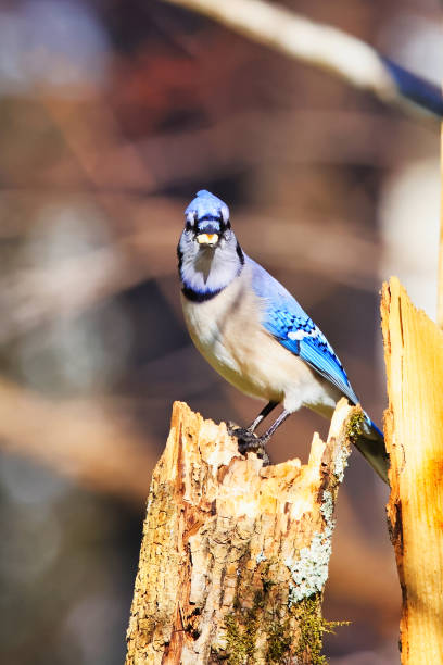 istock Close up vertical blue jay (Cyanocitta cristata) bird on top of a tree branch holding a peanut 1440974906
