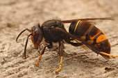 Closeup on a worker Asian long legged predatory hornet, Vespa velutina sitting on a piece of wood