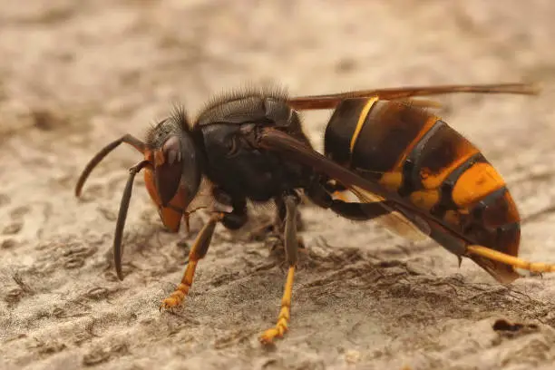 Closeup on a worker Asian long legged predatory hornet, Vespa velutina sitting on a piece of wood in Southern France