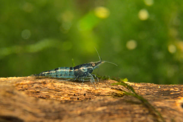 Closeup of a blue bolt dwarf shrimp (Neocaridina) in fresh water aquarium tank A closeup of a blue bolt dwarf shrimp (Neocaridina) in fresh water aquarium tank crevet stock pictures, royalty-free photos & images