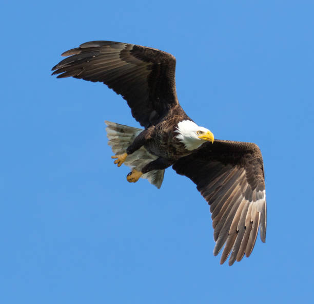 istock Low angle shot of a beautiful bald eagle flying in a blue sky over Florida 1440974993