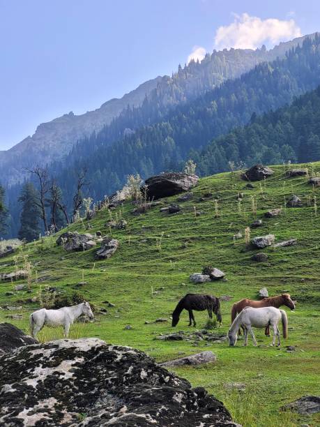 istock Tarsar Marsar Lake Trek in Kashmir 1440975089