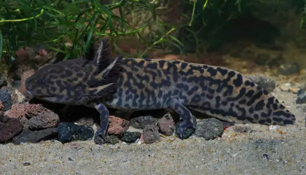 Closeup on adult critically endangered neotenic Anderson's salamander ,Ambystoma andersoni, endemic to Zacapu Lagoon in Mexico