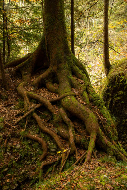 istock Vertical shot of big tree roots covered in mosses in a forest 1440975222
