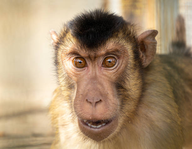 istock Selective focus shot of macaque at the zoo 1440975312