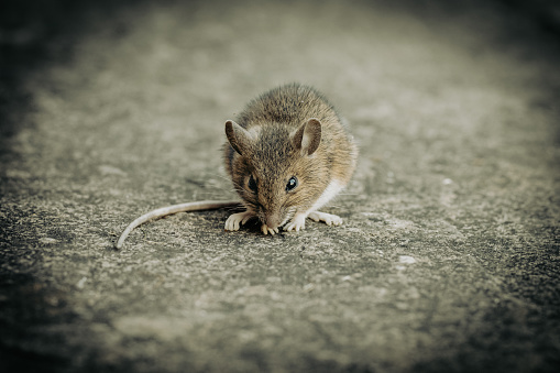 A shallow focus shot of a wood mouse eating something on the ground during daytime