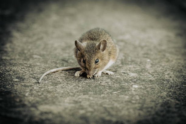 Shallow focus shot of a wood mouse eating something on the ground during daytime A shallow focus shot of a wood mouse eating something on the ground during daytime mus musculus stock pictures, royalty-free photos & images