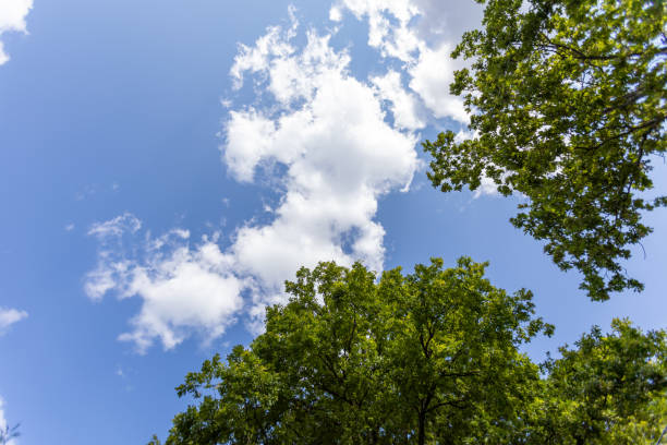 istock Natural view of green tree leaves under a bright cloudy sky 1440975479