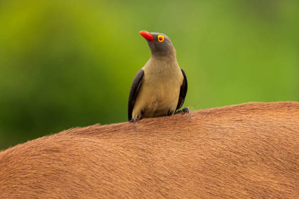 Red-Billed oxpeckers sitting on cape buffalo's backTaken on the Masai Mara, Kenya, Africa