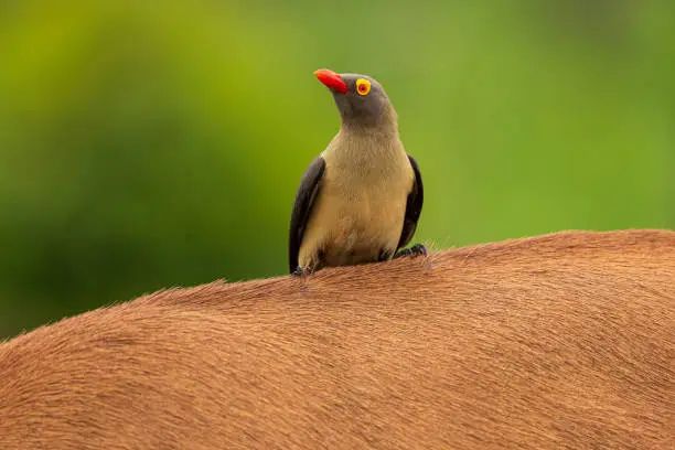 A red-billed oxpecker perched on an animal