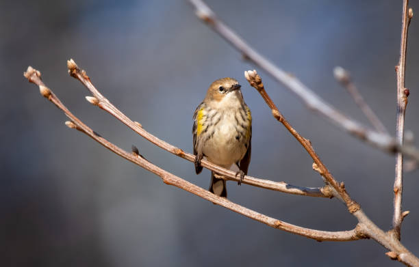 istock Cute close-up shot of a small sparrow on a tree branch 1440975558