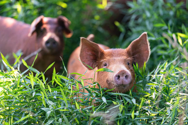 istock Red wattle hogs running in the nature on a sunny day 1440975627