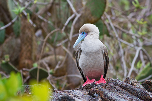 A shallow focus shot of a red-footed booby bird standing on a rock in its natural habitat in Galapagos, Ecuador