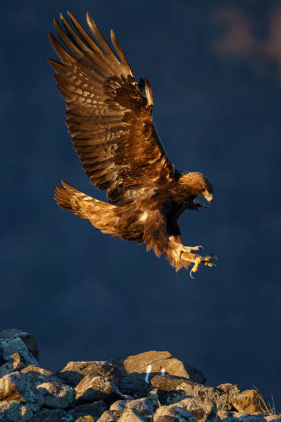 istock Golden eagle perching on a rock on a blurred background on the seaside 1440975767