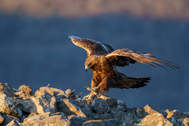 Beautiful Golden eagle perching on a rock on a blurred background on the seaside