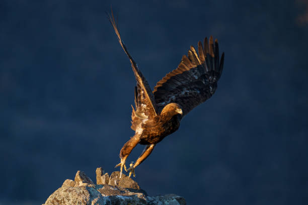 istock Beautiful shot of a golden eagle on a blue sky background 1440975781