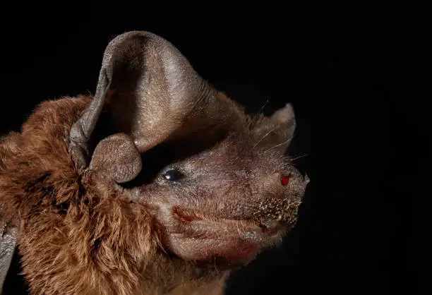 A closeup shot of a bat isolated on a black background