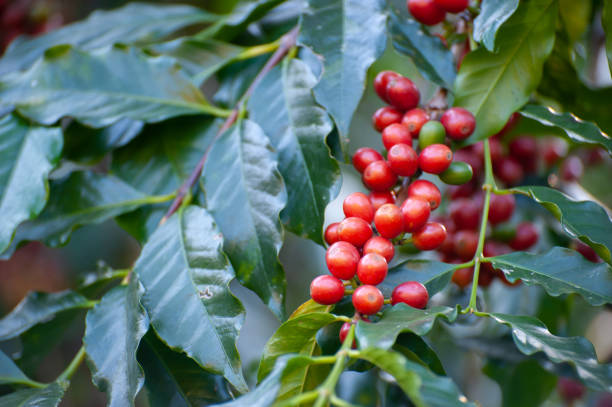 albero di caffè con chicco di caffè fresco - coffeetree foto e immagini stock