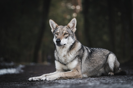 A closeup shallow focus photo of a saarloos wolfdog in a forest