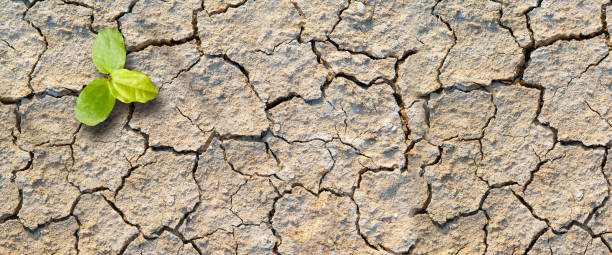 istock Plant in the desert 1440976349
