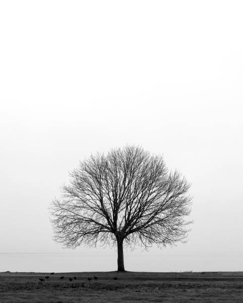 istock Grayscale shot of a beautiful tree with no leaves 1440976493