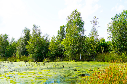A beautiful shot of a bog surrounded by green trees in Diepholzer Moor nature reserve near Diepholz